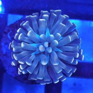 Euphyllia paraancora #194