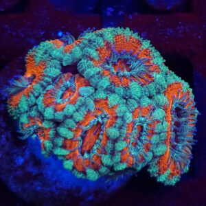 Acanthastrea Lordhowensis #309
