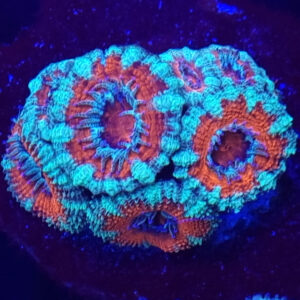 Acanthastrea Lordhowensis #308