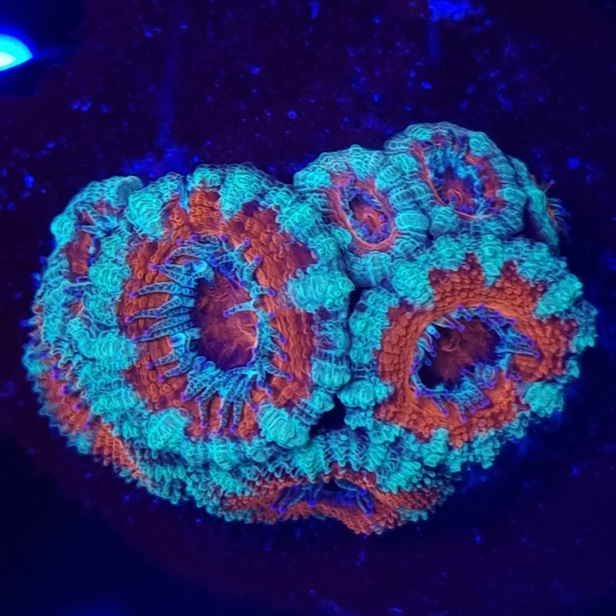 Acanthastrea Lordhowensis #308 - obrazek 2