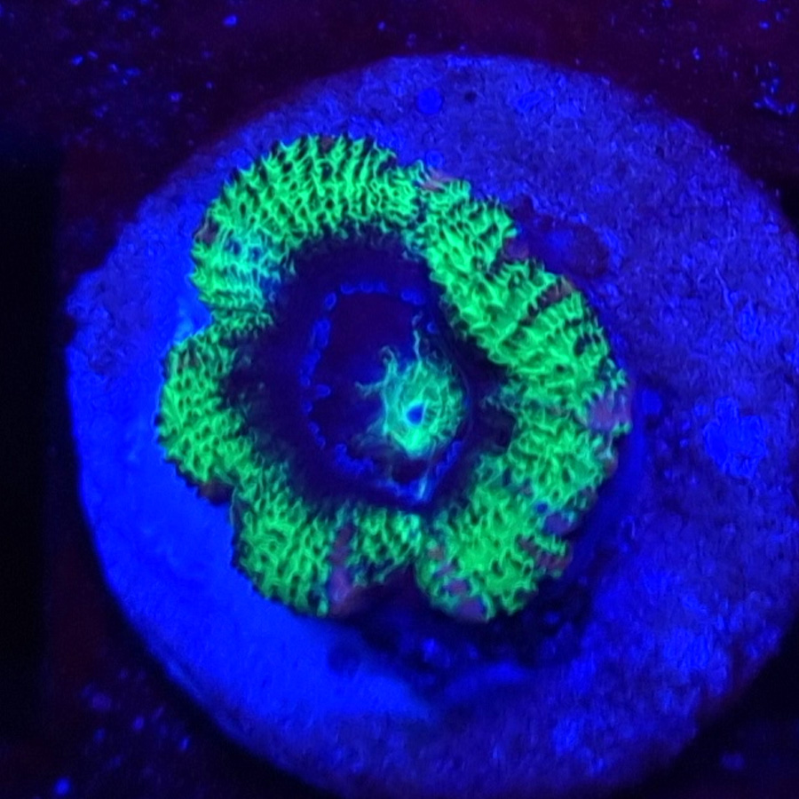 Acanthastrea Lordhowensis #307 - obrazek 2