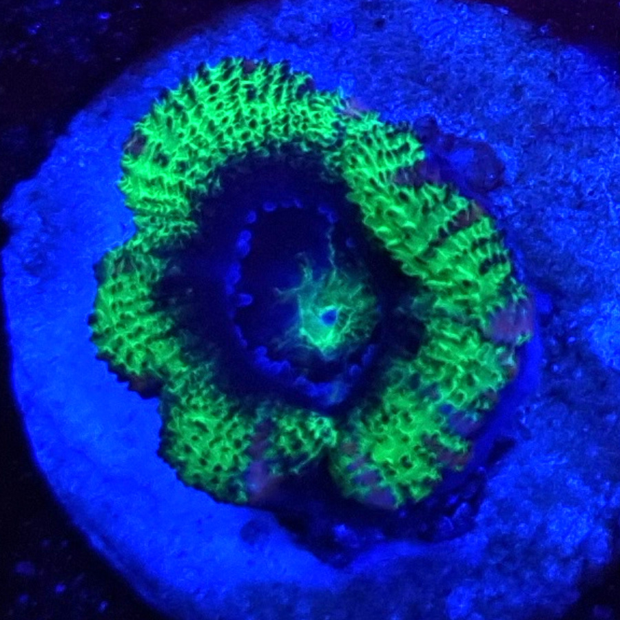 Acanthastrea Lordhowensis #307