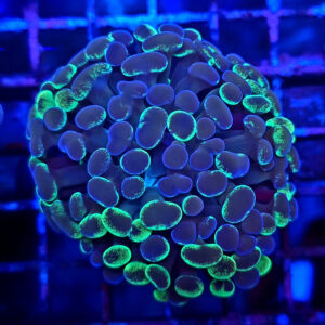 Euphyllia Paraancora Bicolor 1H #952