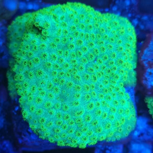 cyphastrea ocelina