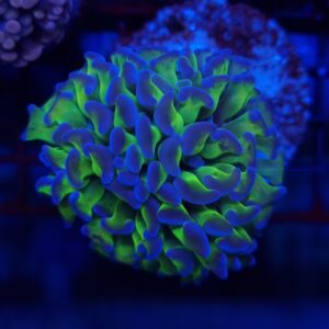 Euphyllia paraancora #214