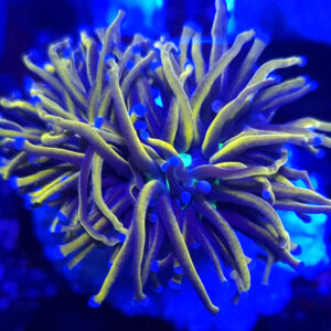 Euphyllia Glabrescens New York Knicks