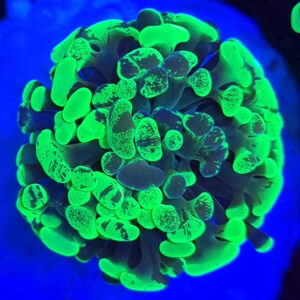 euphyllia paraancora bicolor