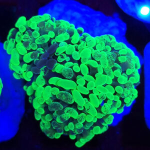 euphyllia paraancora bicolor