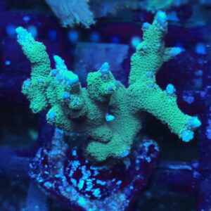 Montipora Digitata Green #222