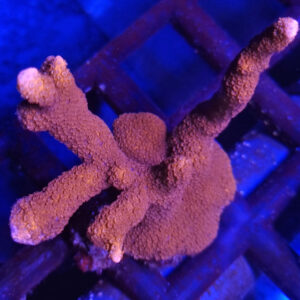 Montipora Digitata Red #213