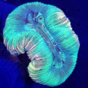 Trachyphyllia geoffroyi