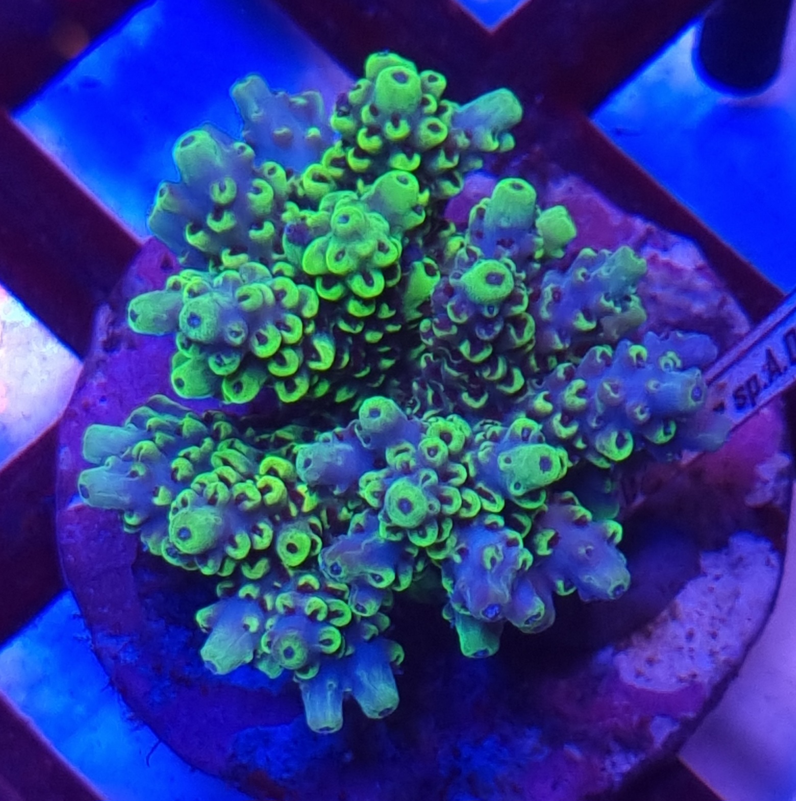 Acropora ssp. #A3 - obrazek 2