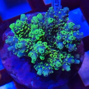Acropora ssp. #A3