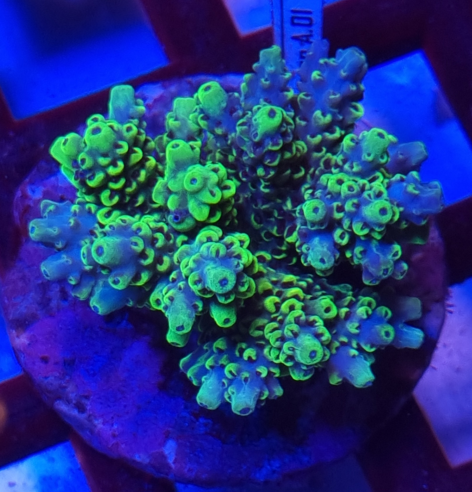 Acropora ssp. #A3