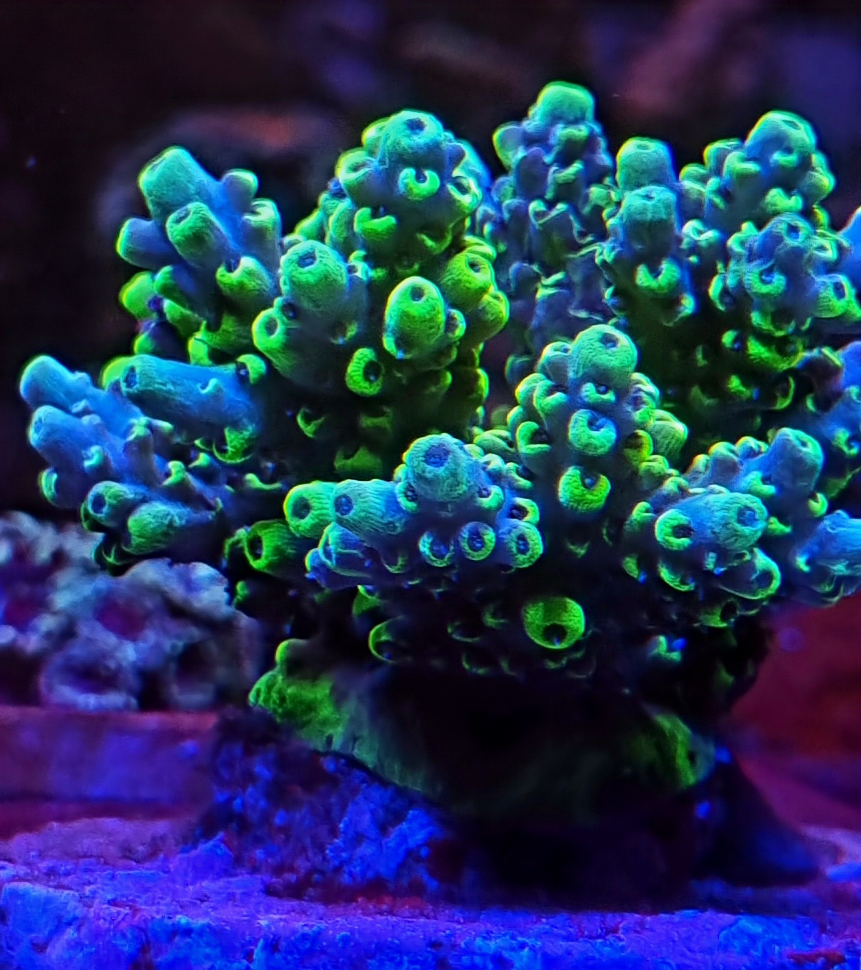 Acropora ssp. #A3 - obrazek 3