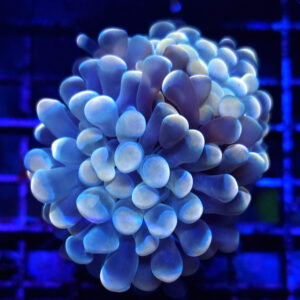 Euphyllia Paraancora 2H #04