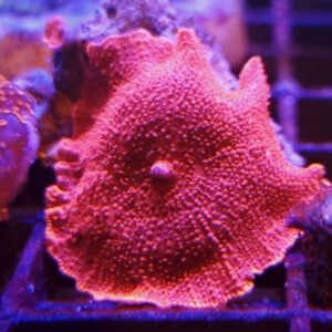 Discosoma Ferrugatus red #G3