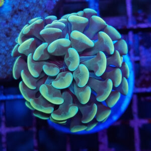 Euphyllia Paraancora 1H #51
