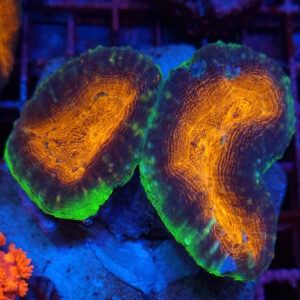 Lobophyllia 2H #10.L1