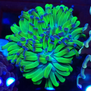 Euphyllia Paraancora 1/4H #127