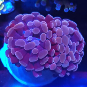 Euphyllia Paraancora 2H #53