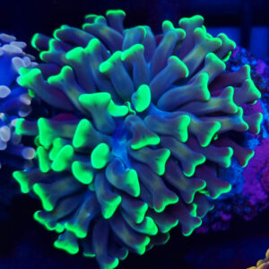 Euphyllia Paraancora Ultra Green Tips 21 #216