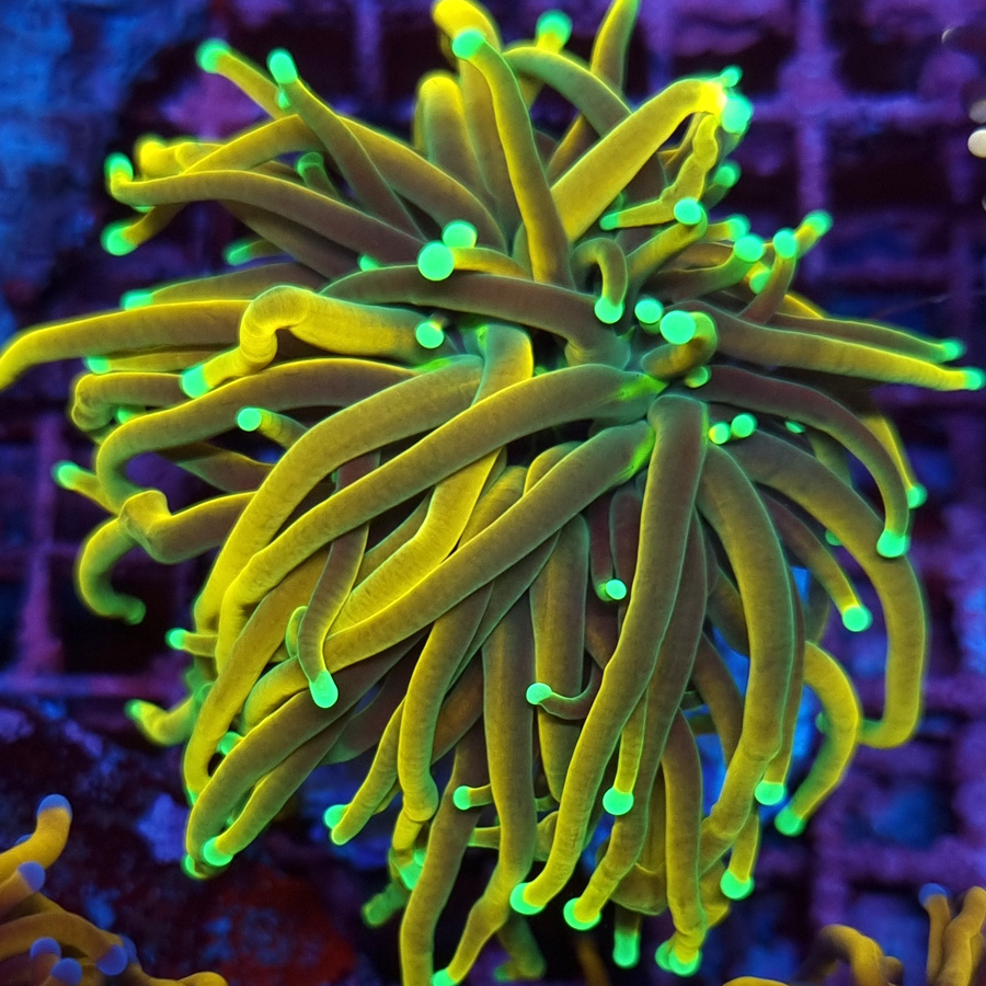 Koralowiec Euphyllia w akwarium morskim