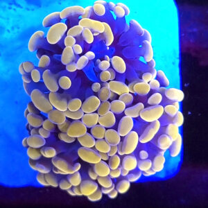 Euphyllia Paraancora Orange 2H #57