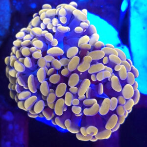 euphyllia paraancora orange