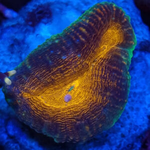 Lobophyllia 1H #10.L2