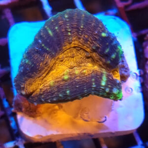 Lobophyllia 1H #10.L3