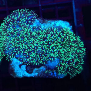 Briareum fluo #31
