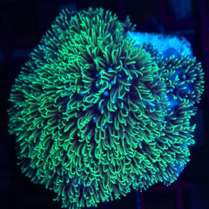 Briareum fluo #30