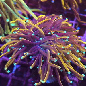 Euphyllia Glabrescens Dragon Soul 1H #204