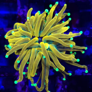 euphyllia glabrescens tck master torch