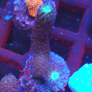 Stylophora Pistillata Milka #M.2