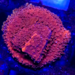 Montipora Red