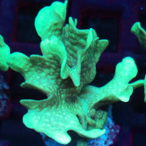Pavona Cactus #110-2