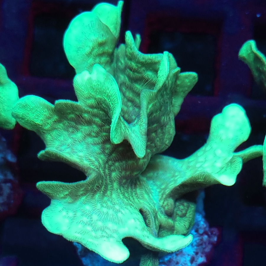 Pavona Cactus #110-2