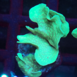 Pavona Cactus #110-3