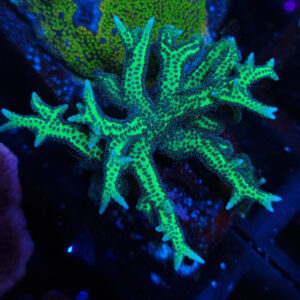 Seriatopora Hystrix Green #116
