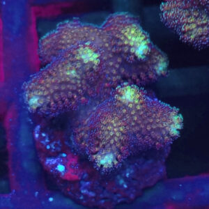 Stylophora Pistillata green #SP.1-1