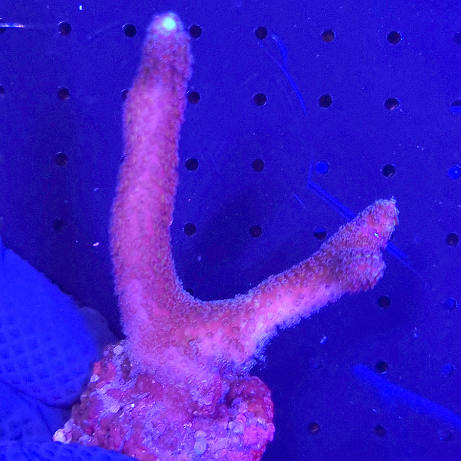 stylophora pistillata milka