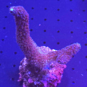 stylophora pistillata milka