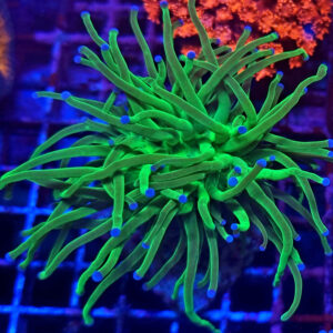 Euphyllia Glabrescens Toxic Green 1H #TG.2
