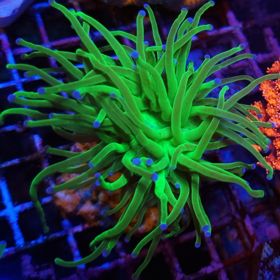 Euphyllia Glabrescens Toxic Green 1H #TG.2 - obrazek 2