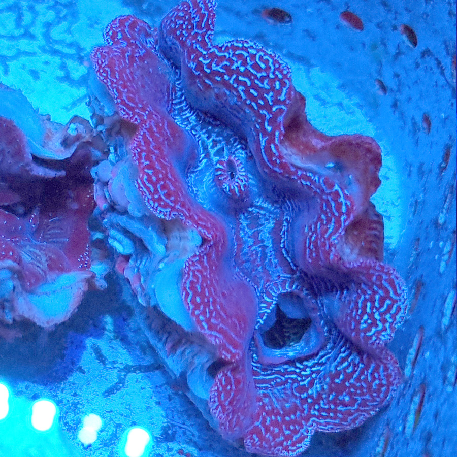 Tridacana Crocea Małża #T1 - obrazek 2