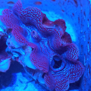 Tridacana Crocea Małża #T1
