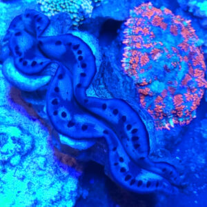 Tridacna Crocea Małża morska niebieska