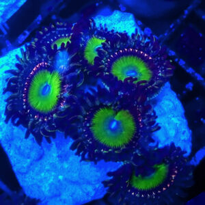 Zoanthus Apple Red Candy